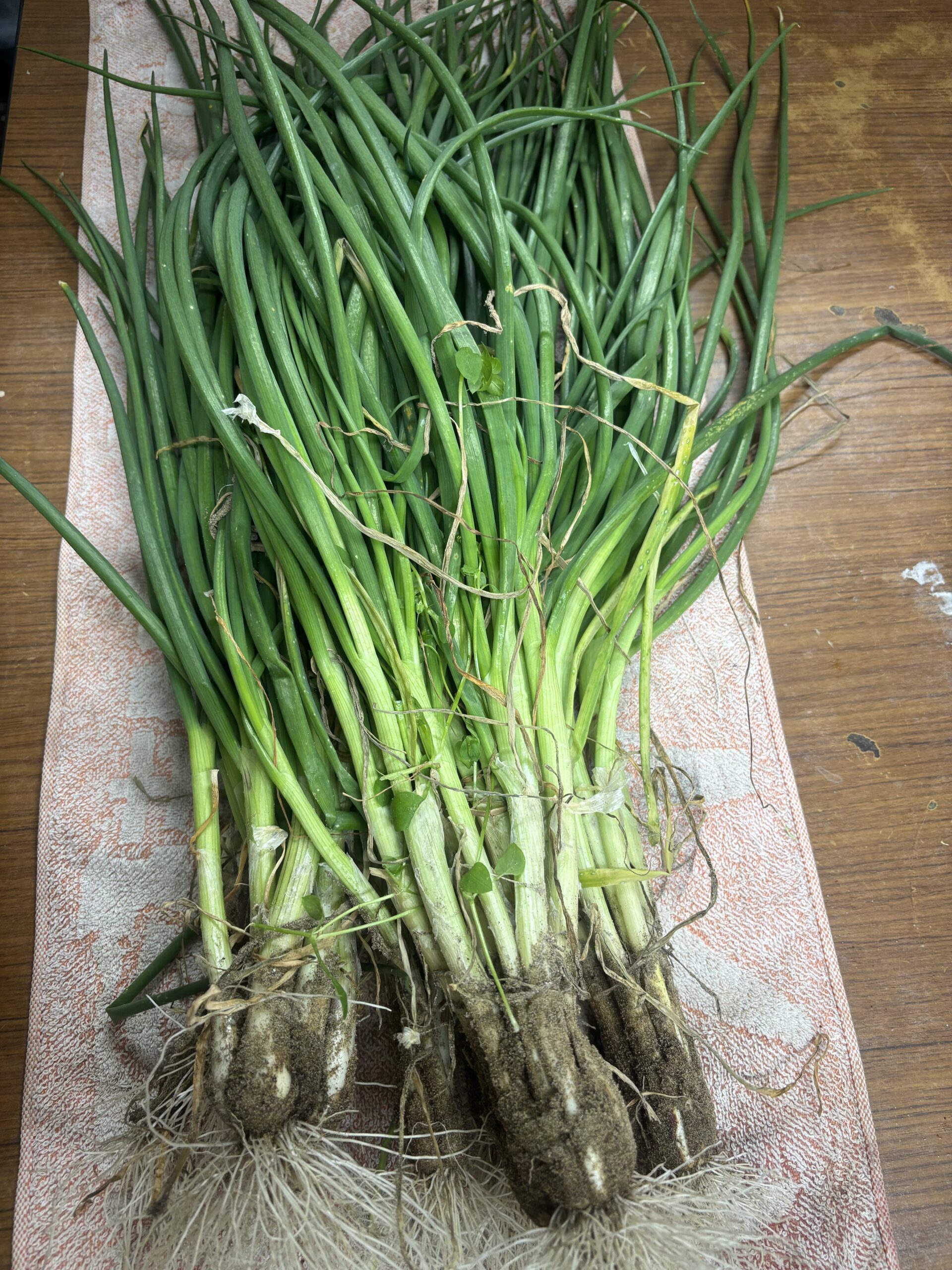 神栖市 家庭菜園 分葱